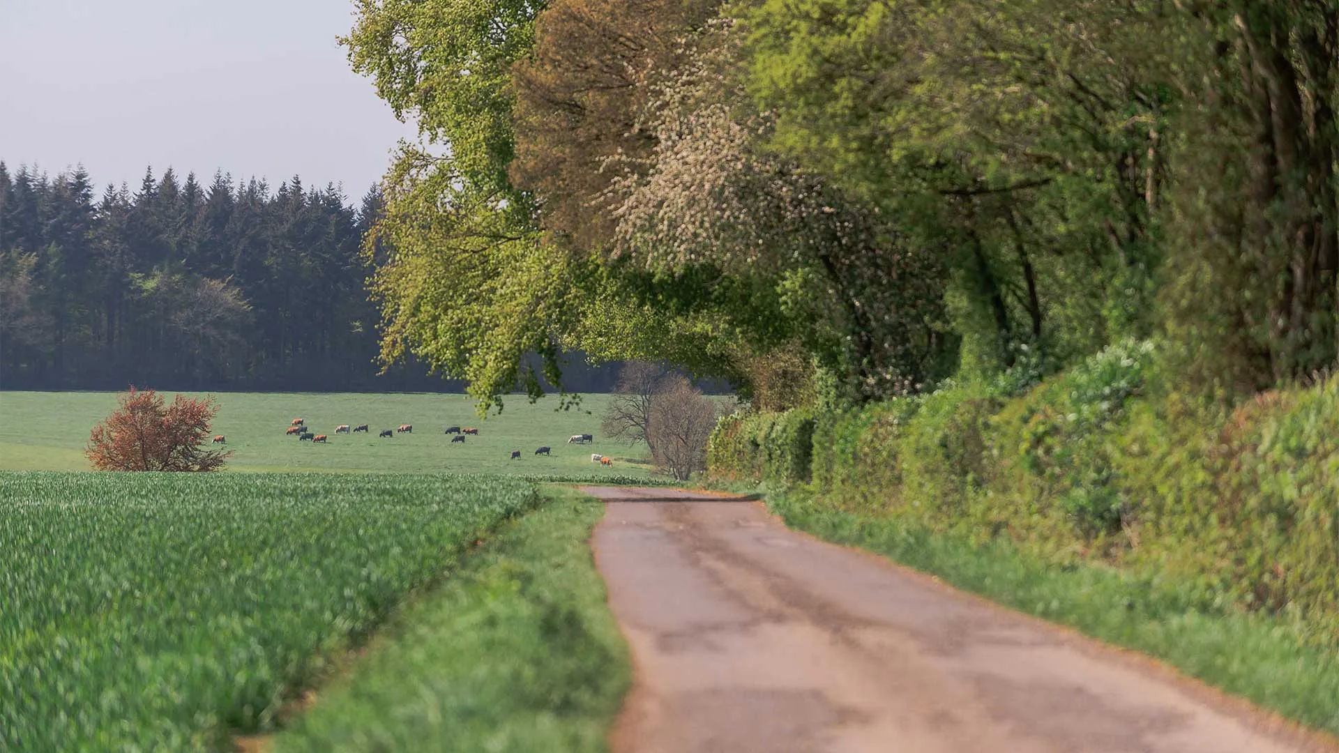 Clementine - Charlbury - lead image